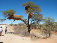 Webervogelnest &ndash; &copy; Juliane Voigt (Eberhardt TRAVEL)