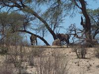 im Intu Afrika Kalahari Reservat - Oryx &ndash; &copy; Juliane Voigt (Eberhardt TRAVEL)
