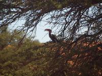 im Intu Afrika Kalahari Reservat - Toko &ndash; &copy; Juliane Voigt (Eberhardt TRAVEL)
