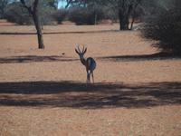 im Intu Afrika Kalahari Reservat - Springbock &ndash; &copy; Juliane Voigt (Eberhardt TRAVEL)