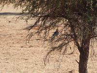 im Intu Afrika Kalahari Reservat - Gabelracke &ndash; &copy; Juliane Voigt (Eberhardt TRAVEL)