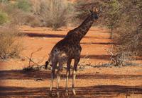 im Intu Afrika Kalahari Reservat - Giraffe &ndash; &copy; Juliane Voigt (Eberhardt TRAVEL)