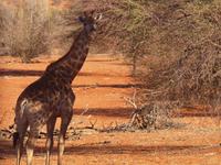 im Intu Afrika Kalahari Reservat - Giraffe &ndash; &copy; Juliane Voigt (Eberhardt TRAVEL)