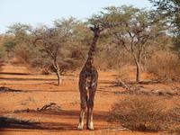 im Intu Afrika Kalahari Reservat - Giraffe &ndash; &copy; Juliane Voigt (Eberhardt TRAVEL)