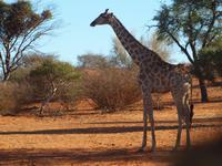 im Intu Afrika Kalahari Reservat - Giraffe &ndash; &copy; Juliane Voigt (Eberhardt TRAVEL)