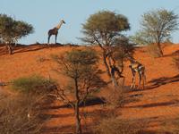 im Intu Afrika Kalahari Reservat - Giraffe &ndash; &copy; Juliane Voigt (Eberhardt TRAVEL)