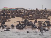 Bootstour Walvisbay - Seebärkolonie &ndash; &copy; Juliane Voigt (Eberhardt TRAVEL)