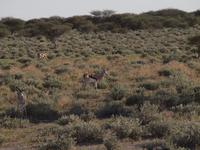 im Etosha Nationalpark - Springbock &ndash; &copy; Juliane Voigt (Eberhardt TRAVEL)