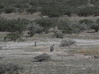im Etosha Nationalpark - Erdhörnchen &ndash; &copy; Juliane Voigt (Eberhardt TRAVEL)