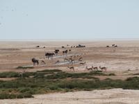im Etosha Nationalpark &ndash; &copy; Juliane Voigt (Eberhardt TRAVEL)