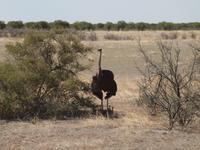 im Etosha Nationalpark - Strauß &ndash; &copy; Juliane Voigt (Eberhardt TRAVEL)