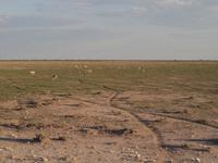 im Etosha Nationalpark &ndash; &copy; Juliane Voigt (Eberhardt TRAVEL)