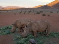Namibia, Hammerstein Lodge, Nashörner &ndash; &copy; Ria Heilmann (Eberhardt TRAVEL)