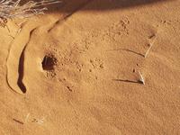 Namibia, Sossusvlei &ndash; &copy; Ria Heilmann (Eberhardt TRAVEL)