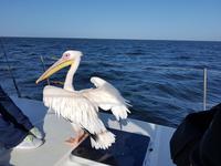 Namibia, Walvis Bay, Pelikan &ndash; &copy; Ria Heilmann (Eberhardt TRAVEL)