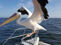 Namibia, Walvis Bay, Pelikan &ndash; &copy; Ria Heilmann (Eberhardt TRAVEL)