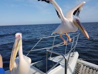 Namibia, Walvis Bay, Pelikane &ndash; &copy; Ria Heilmann (Eberhardt TRAVEL)