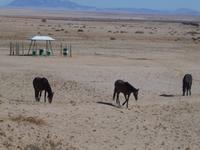 Namibia, Wildpferde &ndash; &copy; Ria Heilmann (Eberhardt TRAVEL)