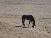 Namibia, Wildpferd &ndash; &copy; Ria Heilmann (Eberhardt TRAVEL)