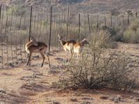 Namibia, Hammerstein Lodge, Springböcke &ndash; &copy; Ria Heilmann (Eberhardt TRAVEL)