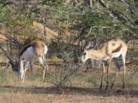 Namibia, Aj-Aiba Lodge, Springböcke &ndash; &copy; Ria Heilmann (Eberhardt TRAVEL)