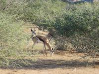Namibia, Aj-Aiba Lodge, Springböcke &ndash; &copy; Ria Heilmann (Eberhardt TRAVEL)