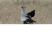 Namibia, Etoscha NP, Sekretärvogel /Schlangentöter &ndash; &copy; Ria Heilmann (Eberhardt TRAVEL)