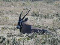 Namibia, Etoscha NP, Oryx &ndash; &copy; Ria Heilmann (Eberhardt TRAVEL)