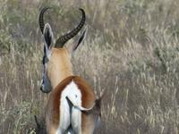 Namibia, Etoscha NP, Springbock &ndash; &copy; Ria Heilmann (Eberhardt TRAVEL)
