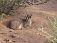 Namibia, Hammerstein Lodge, Karakal &ndash; &copy; Ria Heilmann (Eberhardt TRAVEL)
