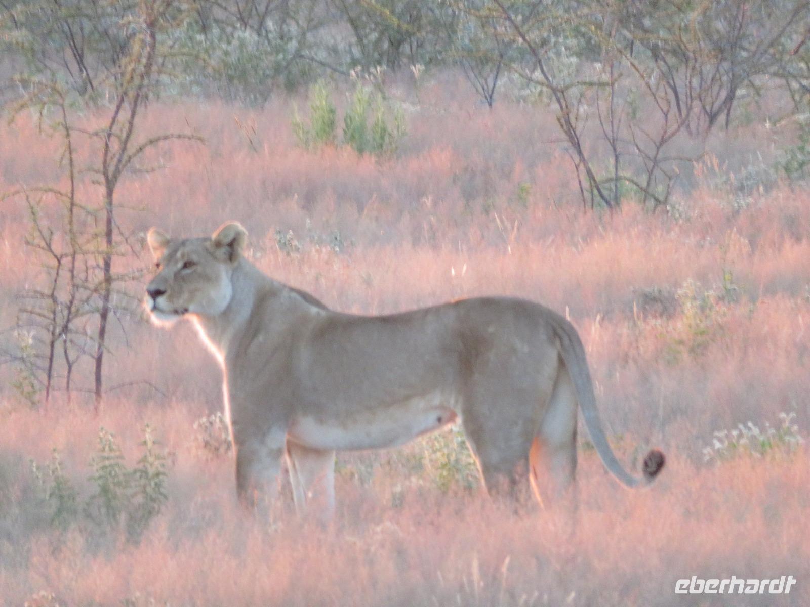 Etosha Löwen &ndash; &copy; Kathrin Mickan (Eberhardt TRAVEL)