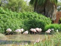 Flamingos