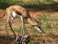 Game Drive &ndash; &copy; Kathrin Mickan (Eberhardt TRAVEL)