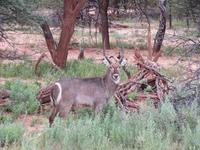Game Drive