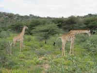Game Drive Giraffen &ndash; &copy; Kathrin Mickan (Eberhardt TRAVEL)