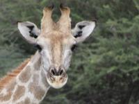 Guck Guck Giraffe