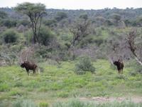 Game Drive Gnu &ndash; &copy; Kathrin Mickan (Eberhardt TRAVEL)