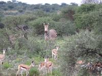 Game Drive &ndash; &copy; Kathrin Mickan (Eberhardt TRAVEL)