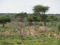 Game Drive &ndash; &copy; Kathrin Mickan (Eberhardt TRAVEL)