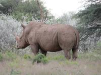 Game Drive Nashorn &ndash; &copy; Kathrin Mickan (Eberhardt TRAVEL)