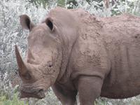 Nashorn Game Drive &ndash; &copy; Kathrin Mickan (Eberhardt TRAVEL)