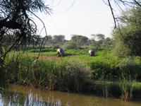 Mount Etjo Hippos &ndash; &copy; Kathrin Mickan (Eberhardt TRAVEL)