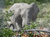 Etosha erster und einziger Elefant &ndash; &copy; Kathrin Mickan (Eberhardt TRAVEL)