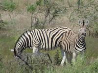 Etosha &ndash; &copy; Kathrin Mickan (Eberhardt TRAVEL)