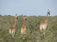 Etosha &ndash; &copy; Kathrin Mickan (Eberhardt TRAVEL)
