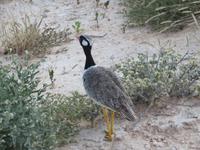 Etosha &ndash; &copy; Kathrin Mickan (Eberhardt TRAVEL)
