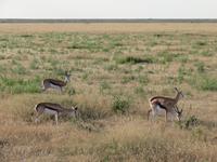 Etosha &ndash; &copy; Kathrin Mickan (Eberhardt TRAVEL)