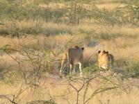 Etosha Löwen &ndash; &copy; Kathrin Mickan (Eberhardt TRAVEL)