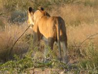Etosha Löwen