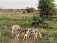 Etosha &ndash; &copy; Kathrin Mickan (Eberhardt TRAVEL)